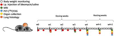 In vivo MRI and PET imaging in a translational ILD mouse model expressing non-resolving fibrosis and bronchiectasis-like pathology after repeated systemic exposure to bleomycin